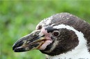 Pinguin