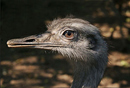 Nanduportrait