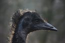 Emu Zoo Wuppertal