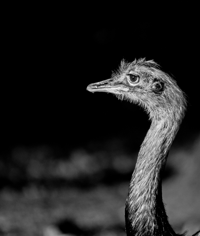 EMU Portrait S/W