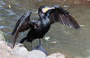 Kormoran