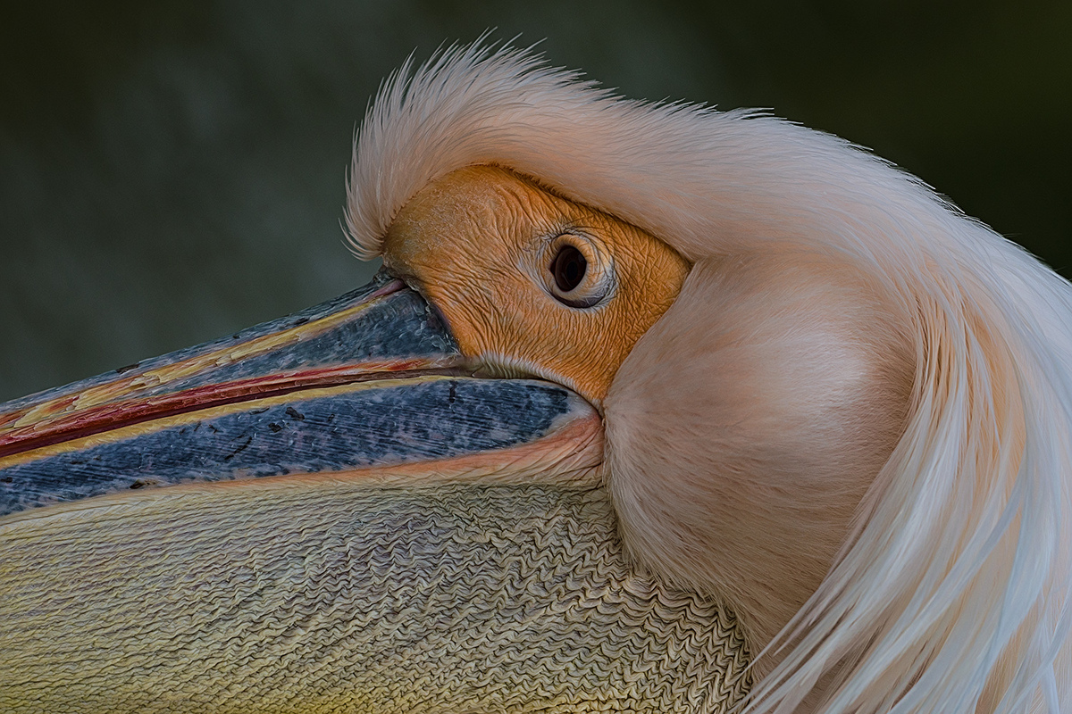 Peli-Portrait