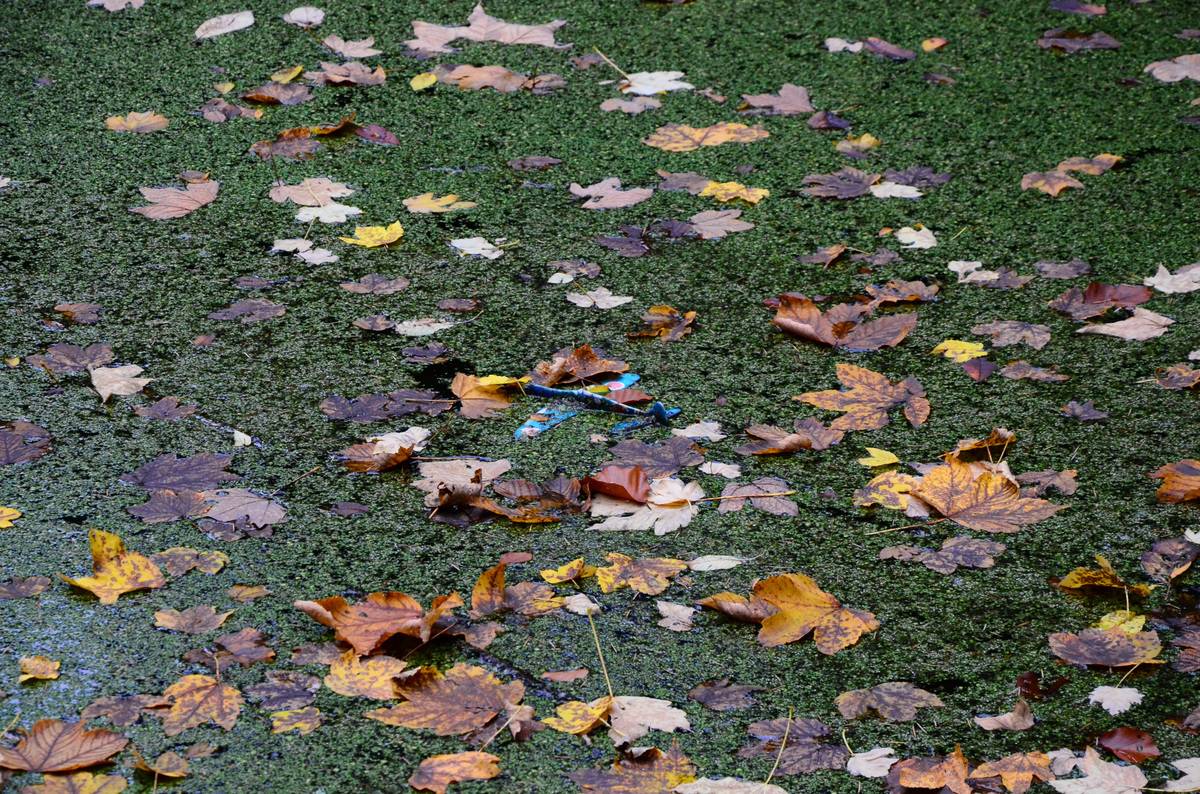 Flugzeug in der Natur