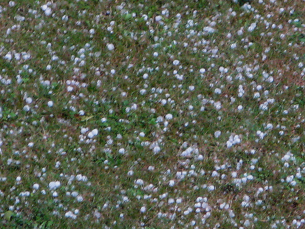 verhagelte Rasenfläche 06. Juli 2011)