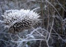 Winterspaziergang an der Rems entlang