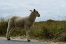 Fotos_Sylt