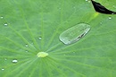 Lotuseffekt im Botanischen Garten von Pamplemousses