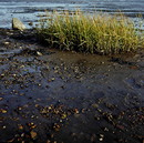 Englisches Schlickgras im AMRUM-Watt