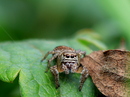 Schwarze Springspinne