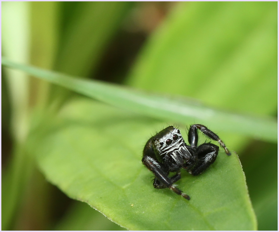 Springspinne übt Joga