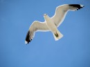 Frei im Flug .....