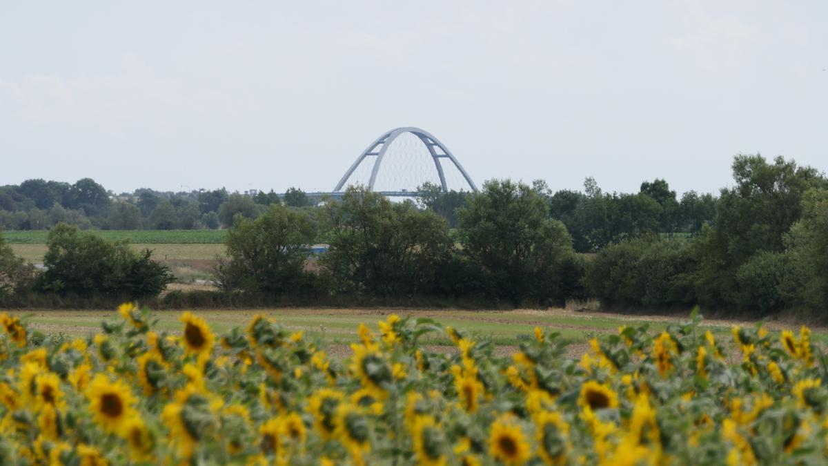 Sonnenblumen auf Fehmar