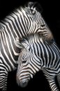 Fotos_Archiv Wildtiere