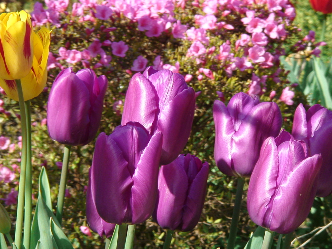 Frühling