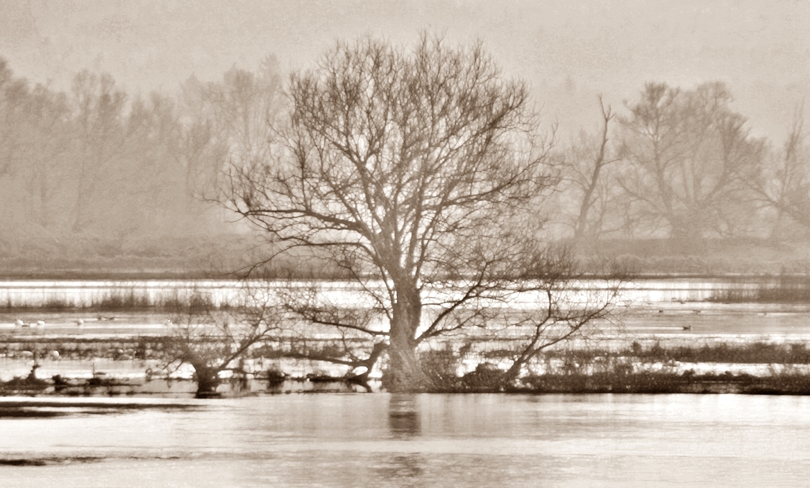 Frühling an der Oder