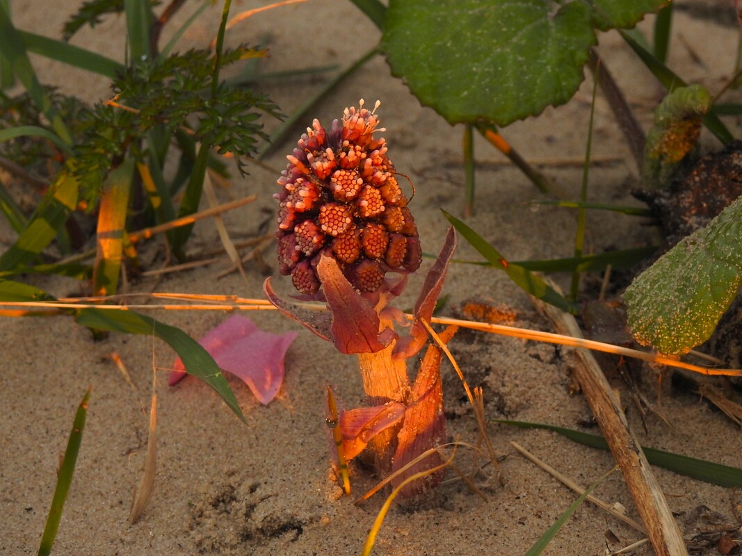 Im ersten Morgenlicht