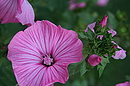Blüte
