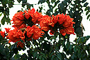 unbekannte Blume