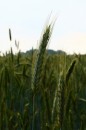 Feld und Flur