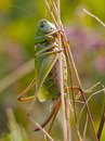 Grünes Heupferd (Tettigonia viridissima), Weibchen