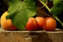 Obst
