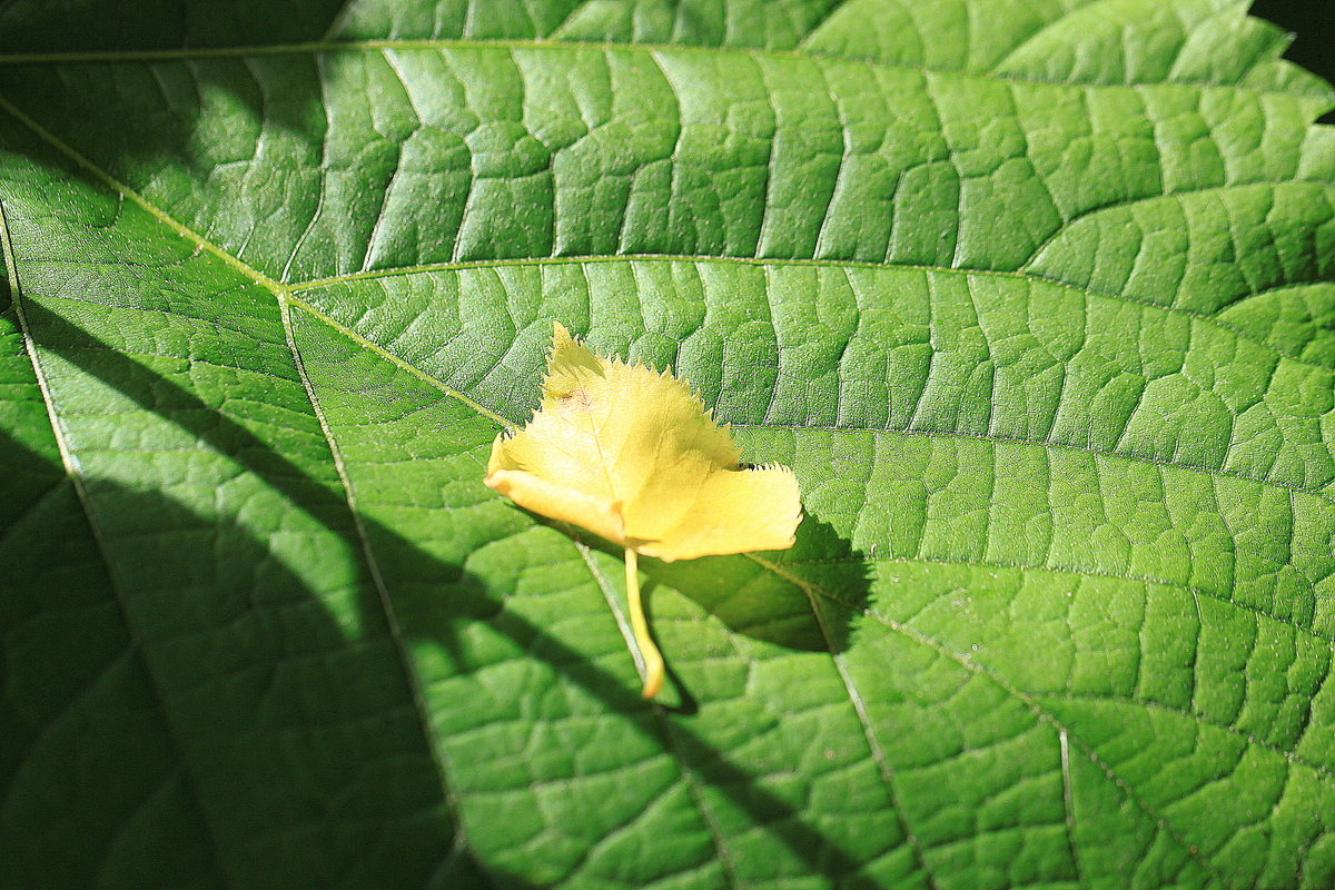Blatt auf Blatt