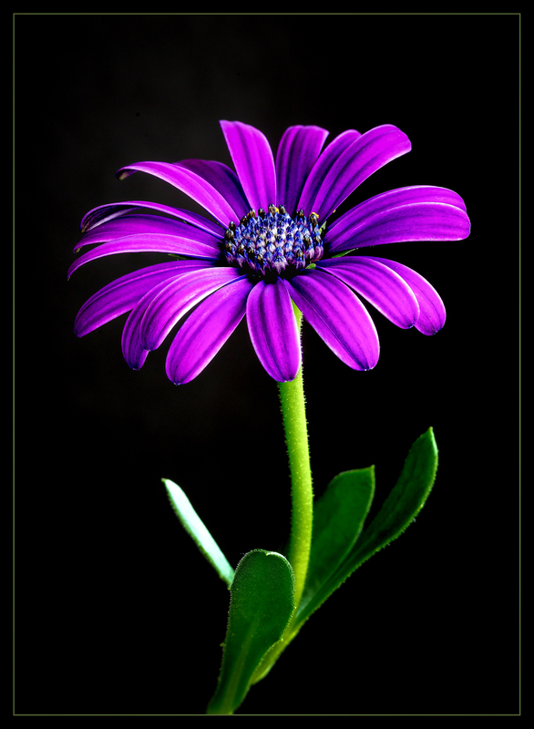 Osteospermum - Kapkörbchen