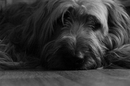 mein Briard II.