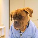 Ich bin Dr.Wuff :)
