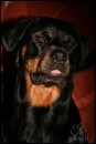 Meine Hunde