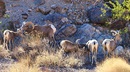 Bighorn Sheep