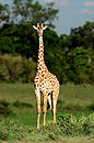 Giraffe (3D?)