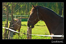 Schleck, das Pferd