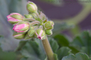 Geranienknospen