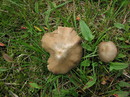 Entoloma spec. = Gattung Rötlinge (17. September 2009) --- 2. Foto ---