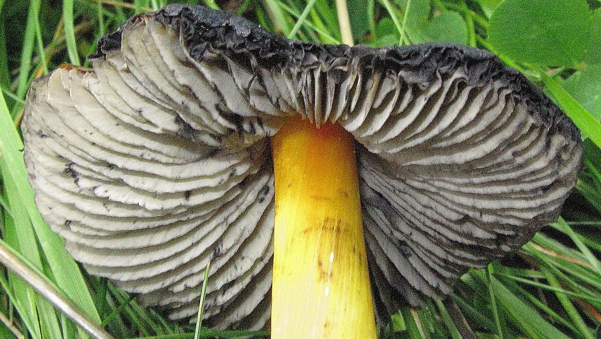 Hygrocybe pseudoconica var. tristis (17. September 2009) --- 3. Foto ---