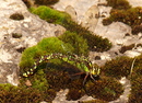 Mosaikjungfer