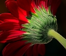 Natural world is watching us