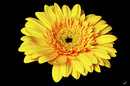 yellow...