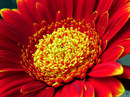 Gerbera