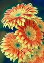 Gerbera