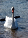 Der stolze  Schwan 