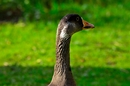 Fotos_Enten, Schwäne, Gänse