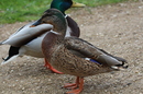 Kur Park Bad Pyrmont 