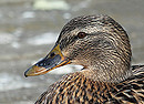 Wildente