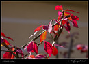 0105 - Herbst-Rot
