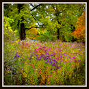 Blumenwiese im Herbst