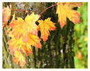 herbstlich 1