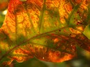 Farbenfroher Herbst
