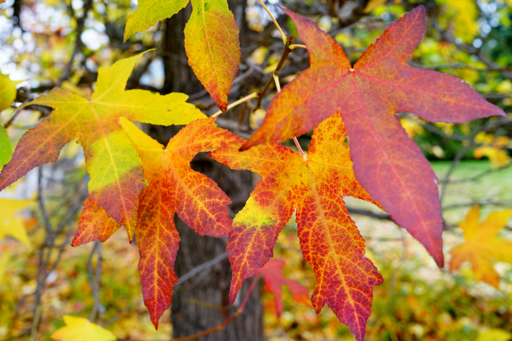 Farben des Herbstes IV